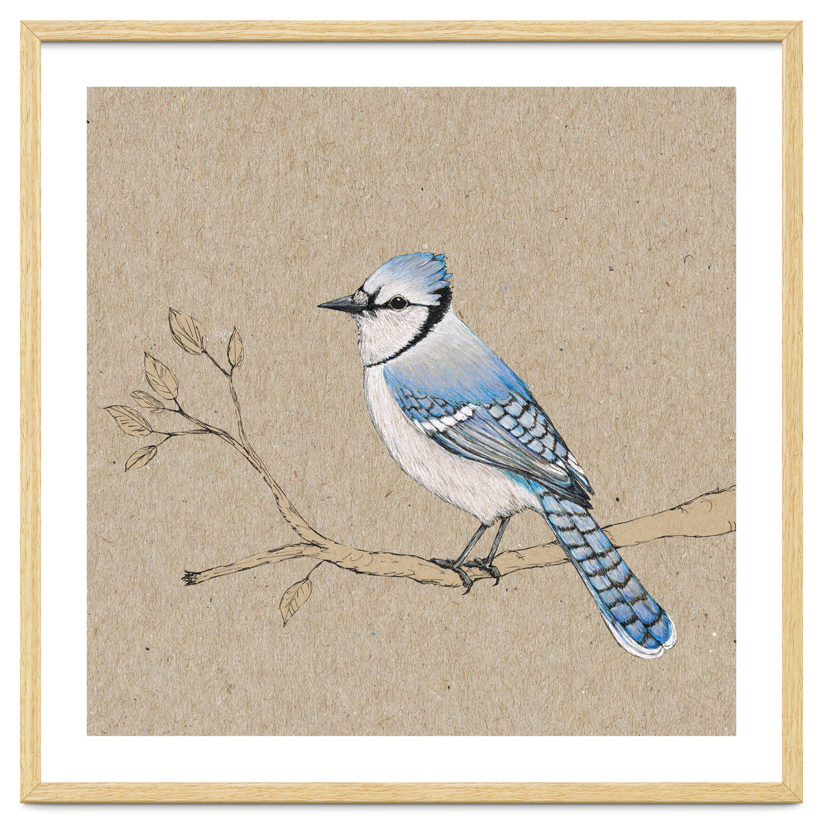 Blue jay