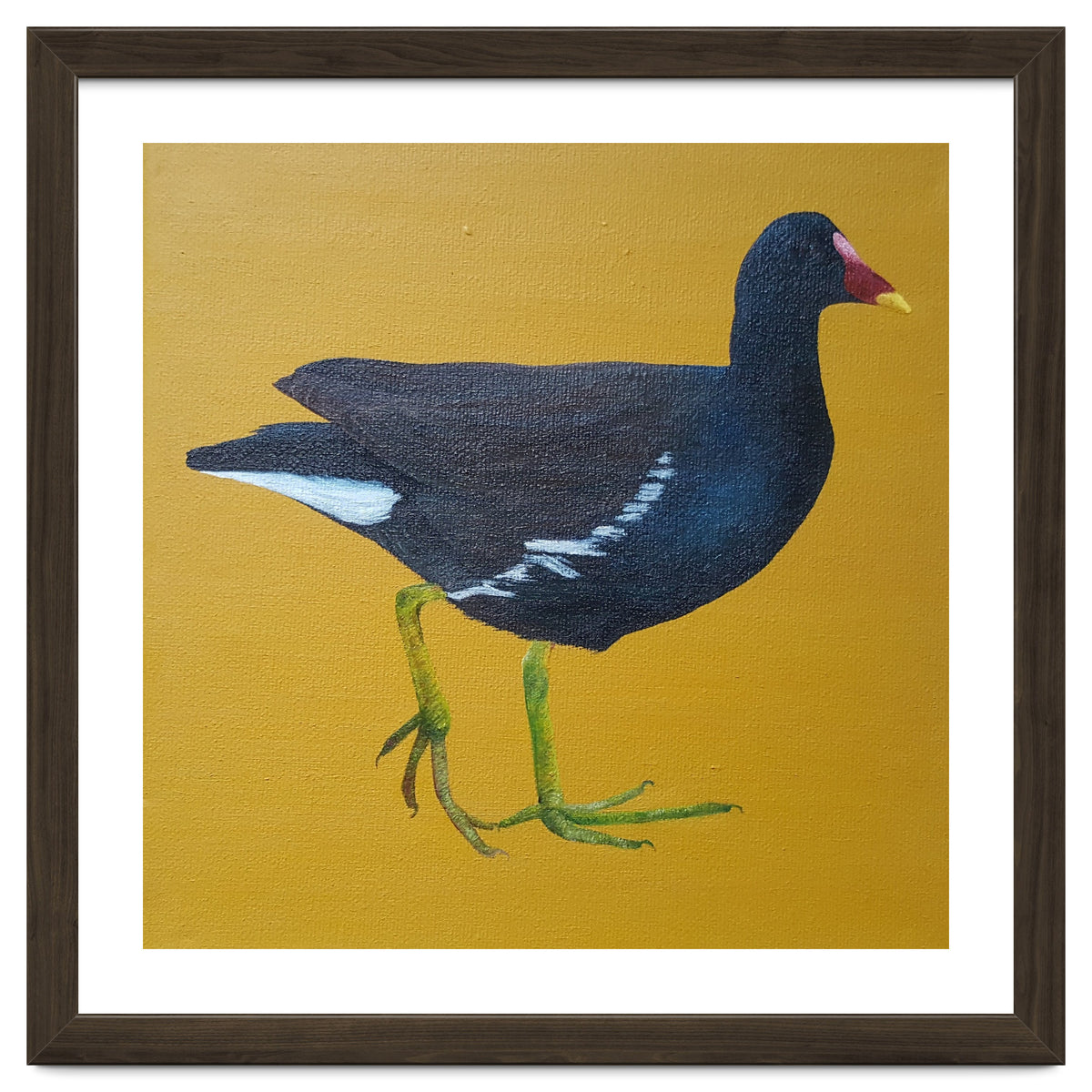 Moorhen