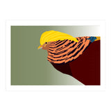 Golden Pheasant Bird Art (Print Only) thumbnail