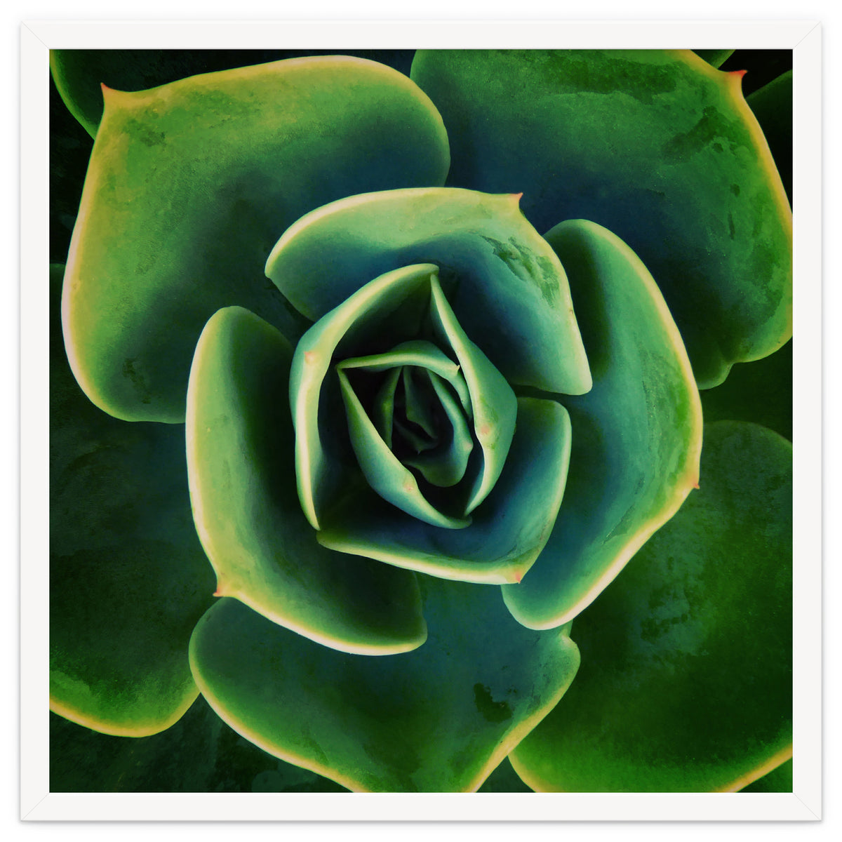 DARKSIDE OF SUCCULENTS XIII