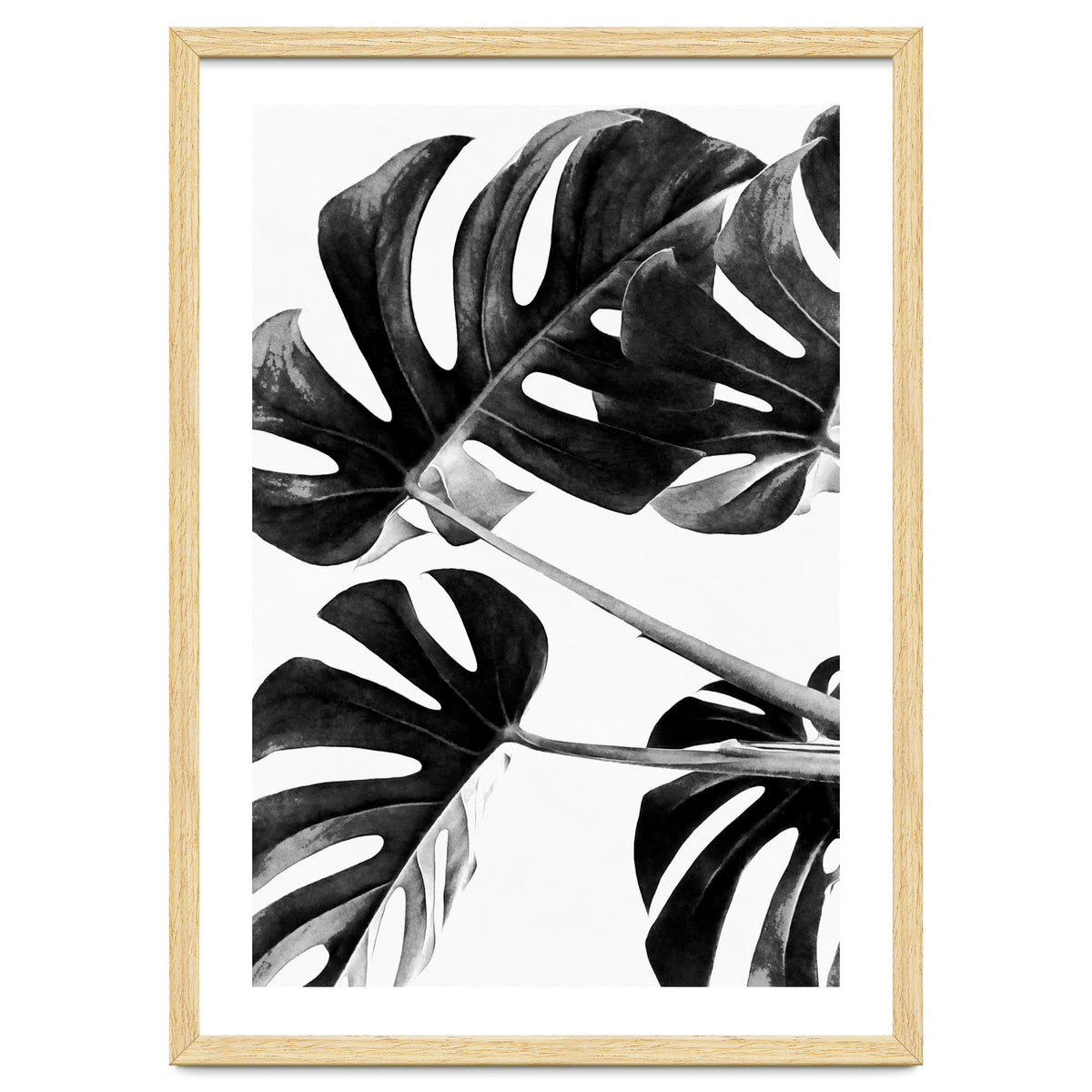 Monstera Black And White 05