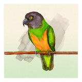 Senegal parrot watercolor (Print Only) thumbnail