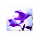 Innocent flowers  (Print Only) thumbnail
