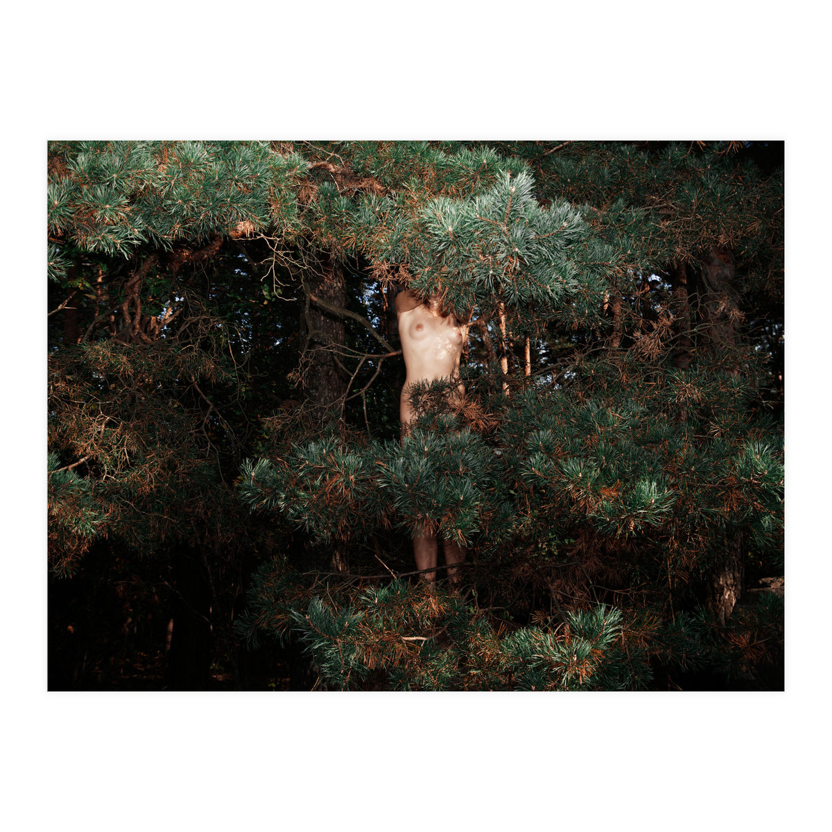 The Eyes of the Forest (Print Only)
