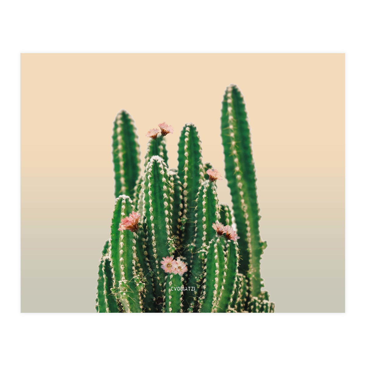 Flowered Cactus (Print Only)