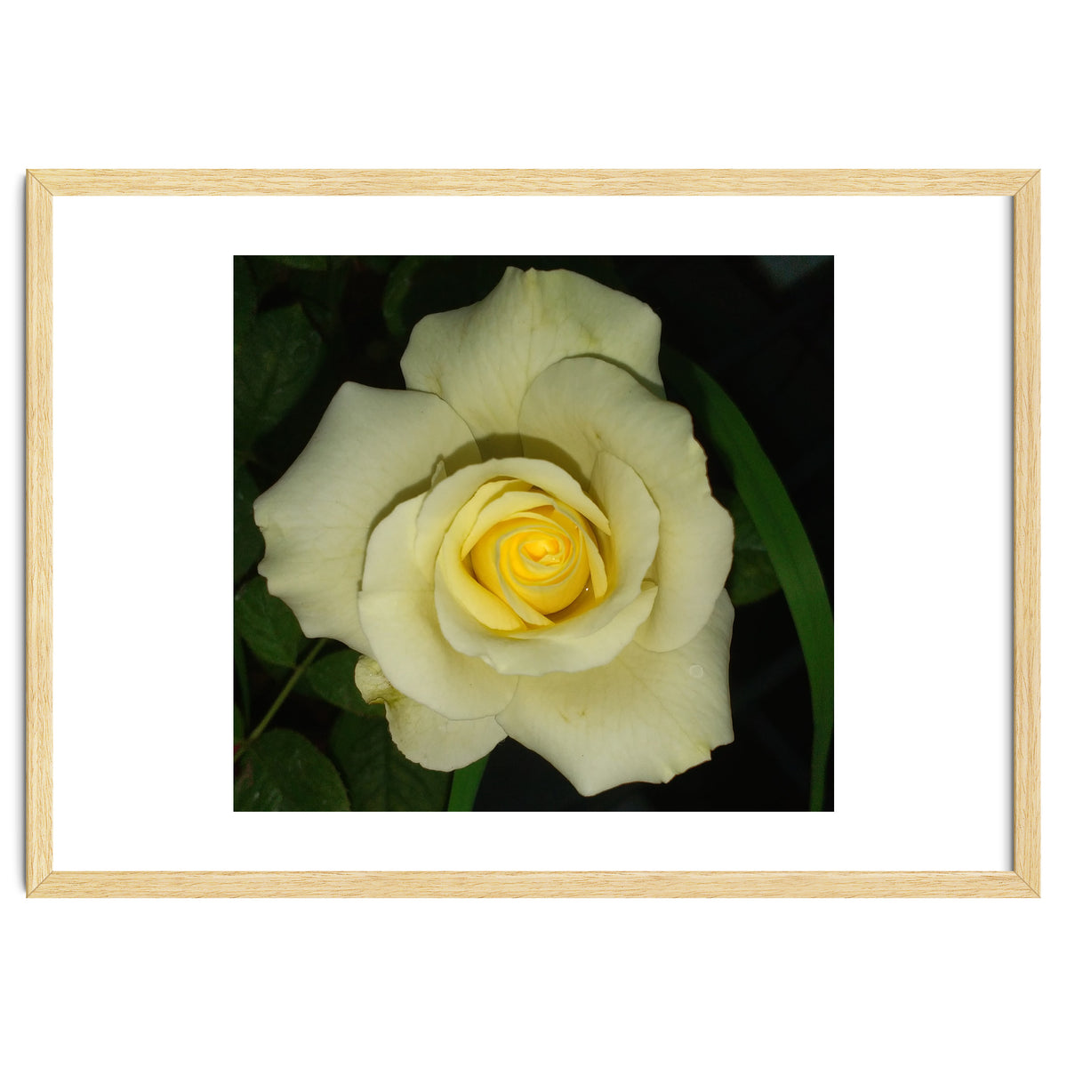 Blooming White Rose