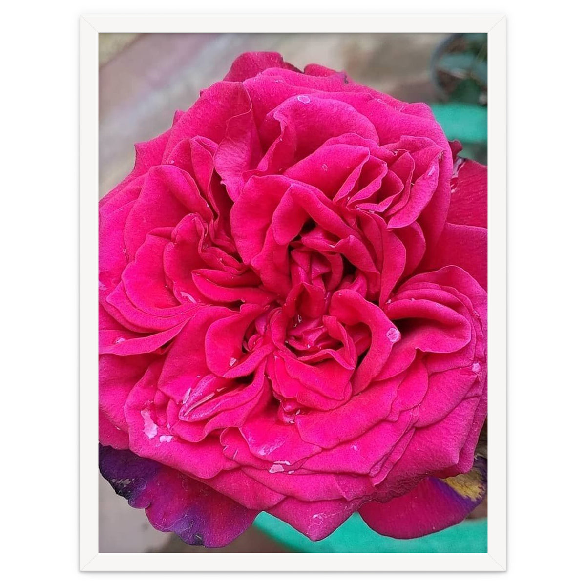 Beautiful Fragrant Rose