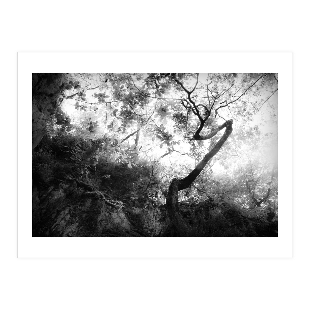 forgetting (Print Only)