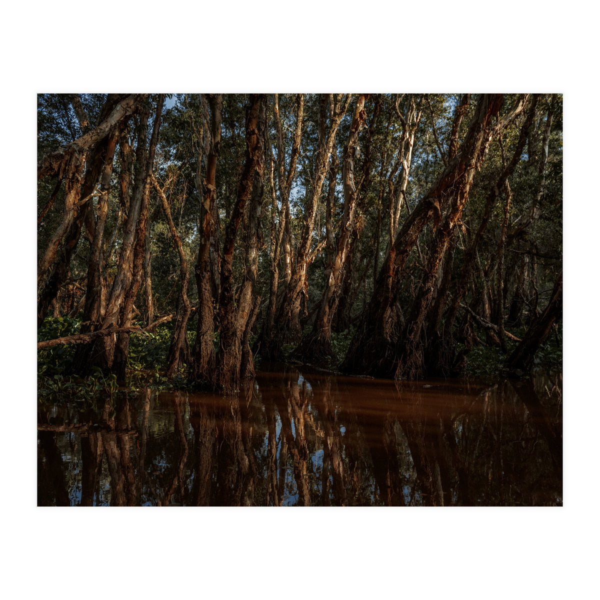 Roots Bloody Roots (Print Only)