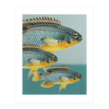 Fish Classic Designs 12 (Print Only) thumbnail