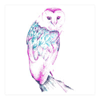 Barn Owl Pinquoise (Print Only)