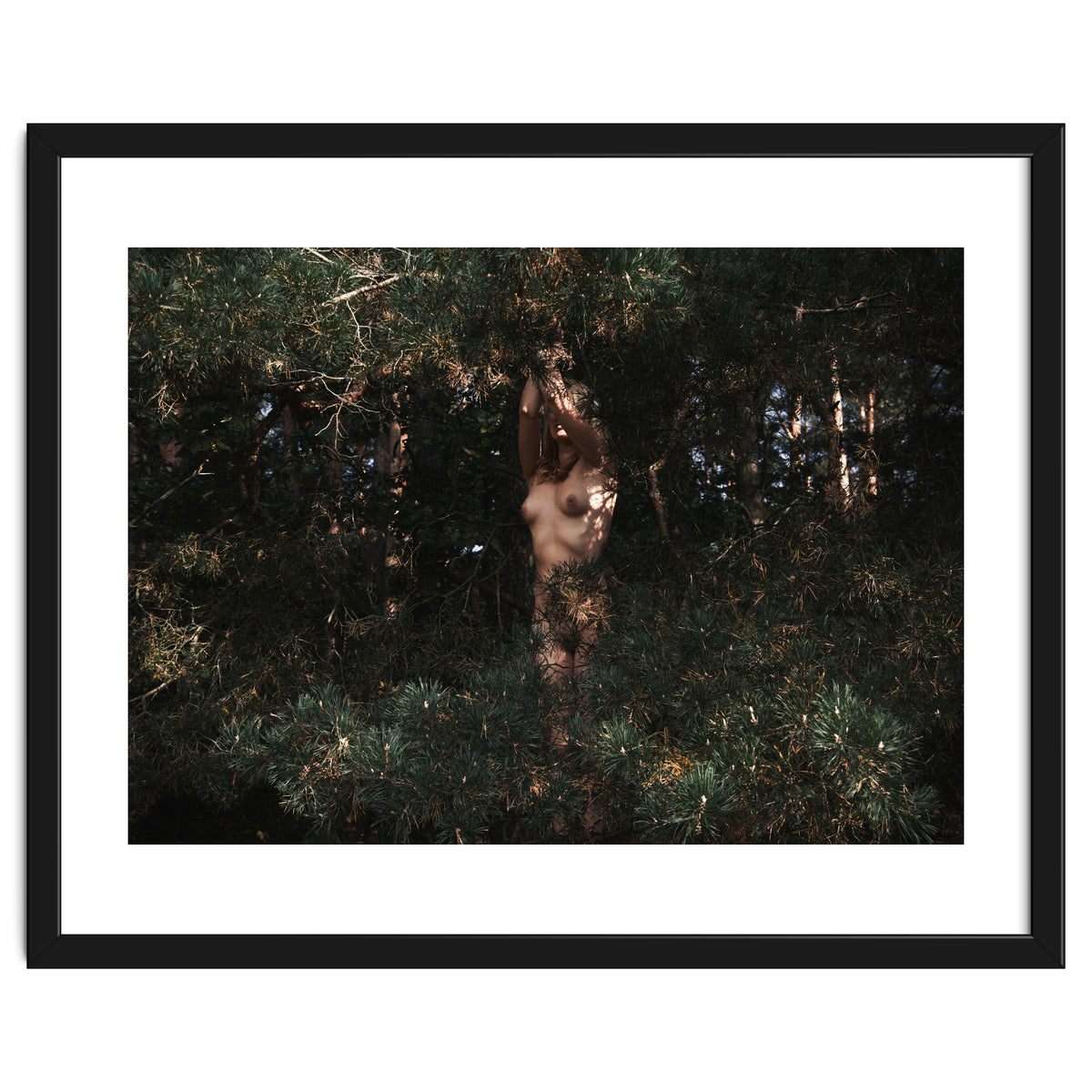 The Eyes of the Forest