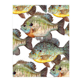 Lake Sunfish (Print Only) thumbnail