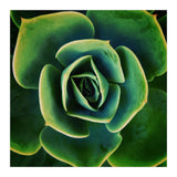 DARKSIDE OF SUCCULENTS XIII (Print Only) thumbnail