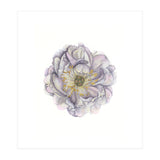 A Peony In Grey Std (Print Only) thumbnail