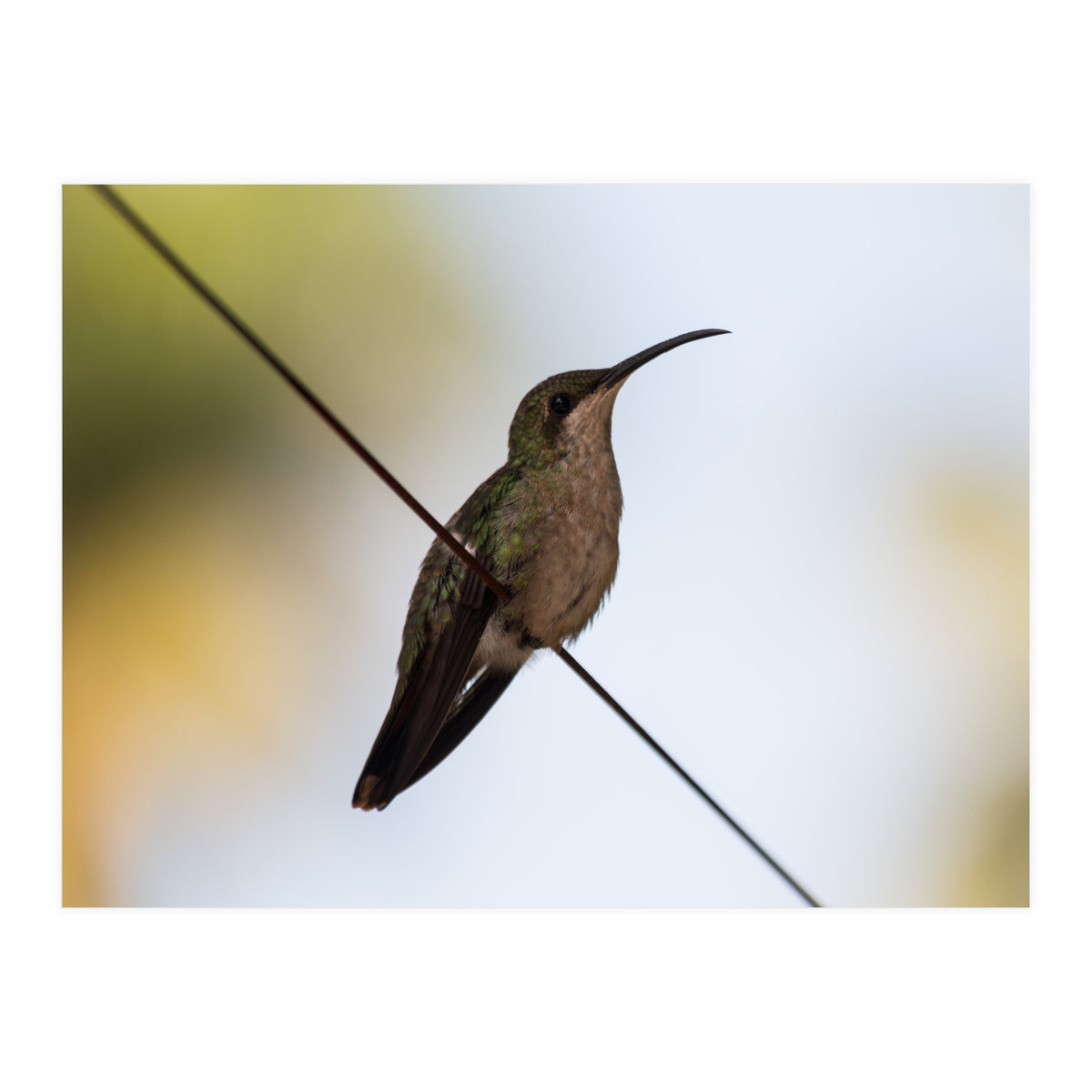 Colibri from Haïti (Print Only)