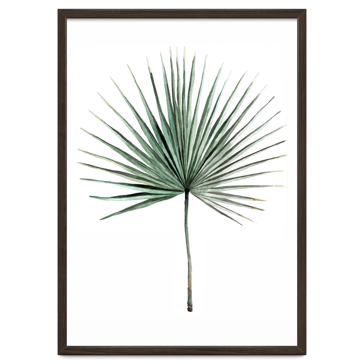 Botanical Illustration Fanpalm