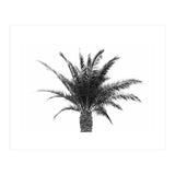 Palm Tree (Print Only) thumbnail