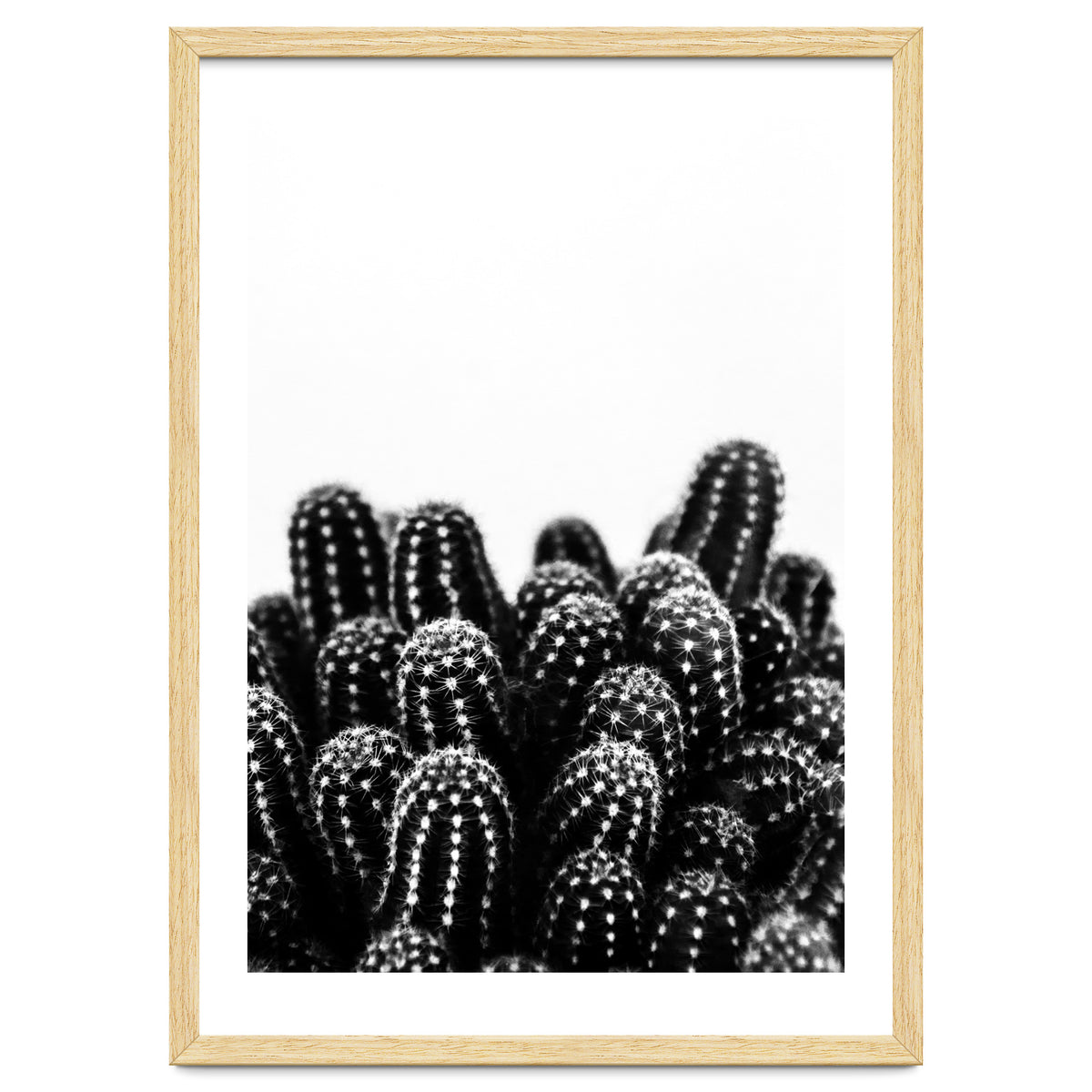 cactus nature X
