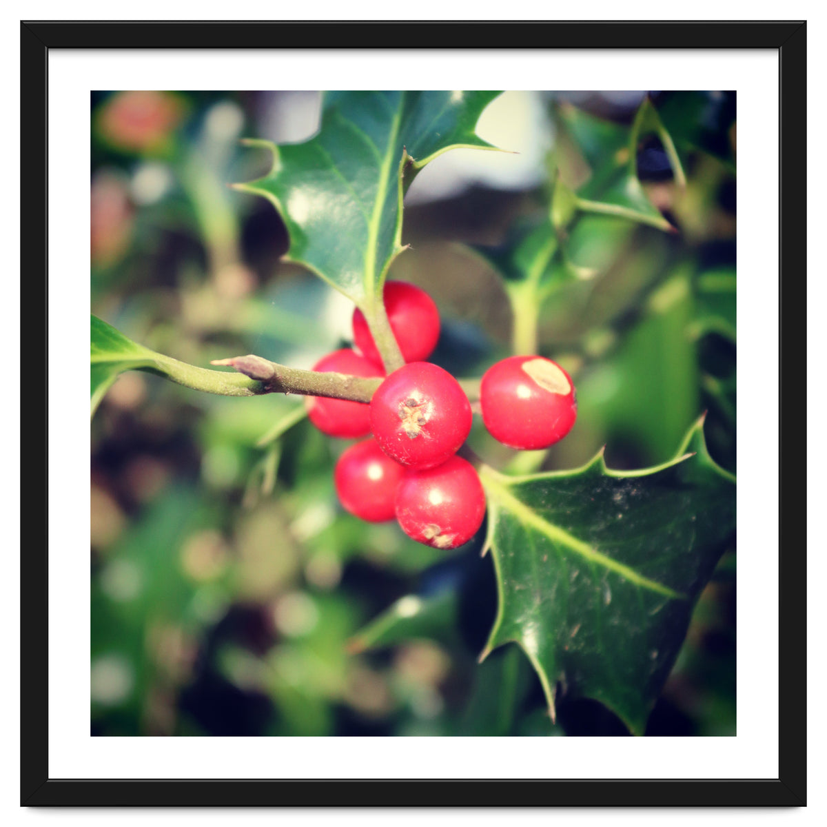 Holly berries