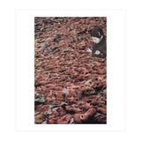 Counting Walrus (Print Only) thumbnail