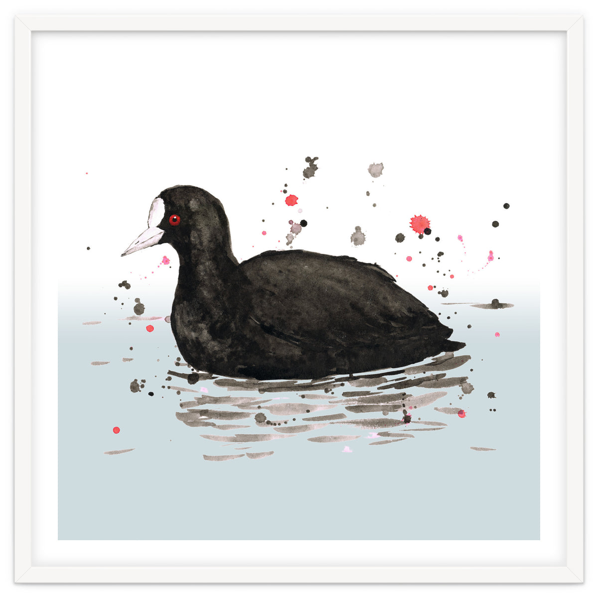 Common coot