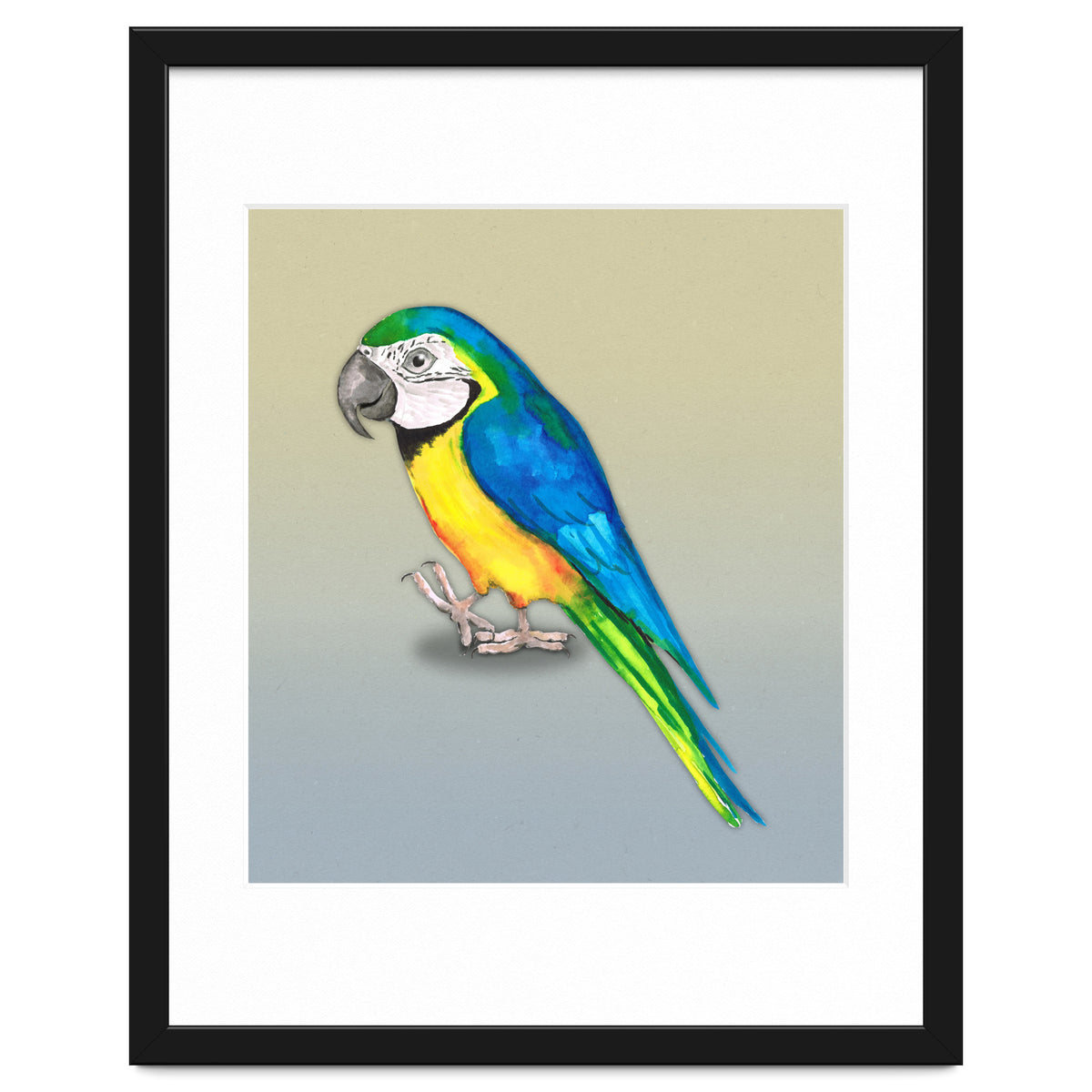 Blue and yellow macaw