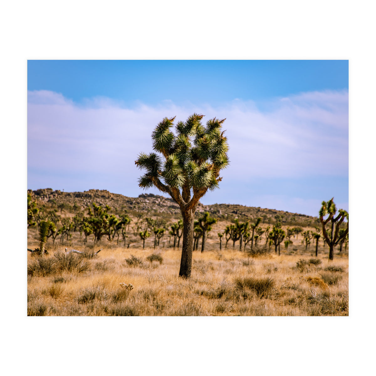 Joshua Tree (Print Only)