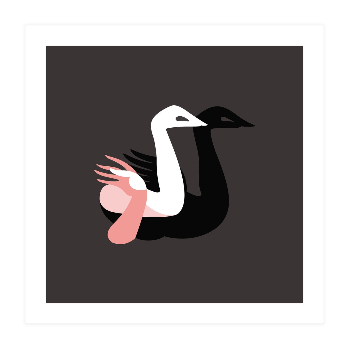 Black swan (Print Only)