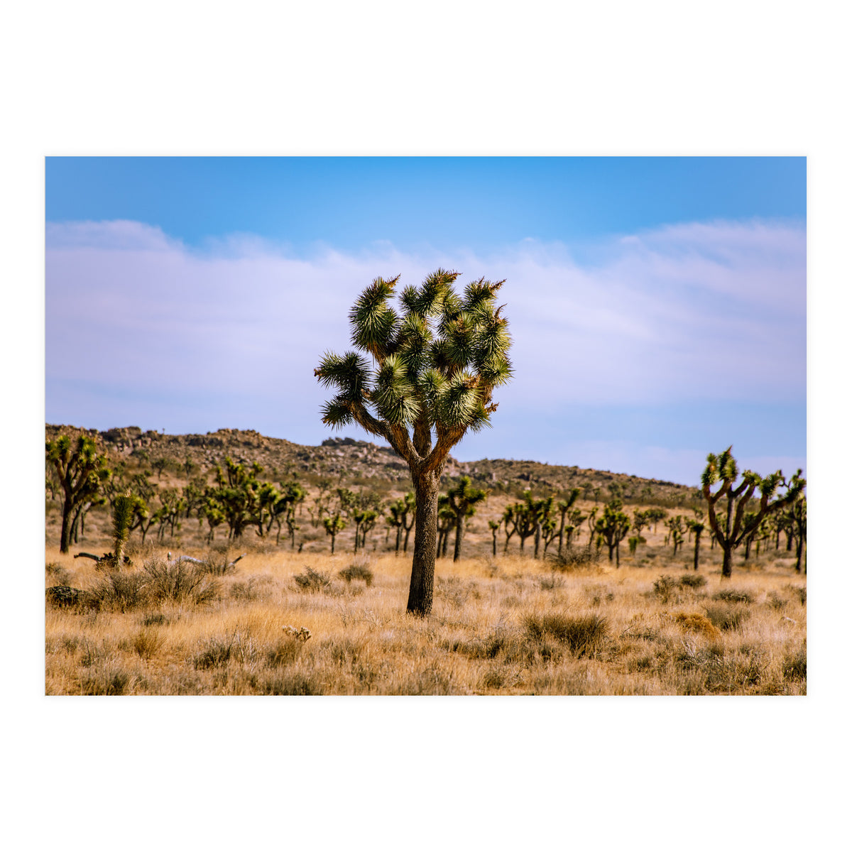 Joshua Tree (Print Only)