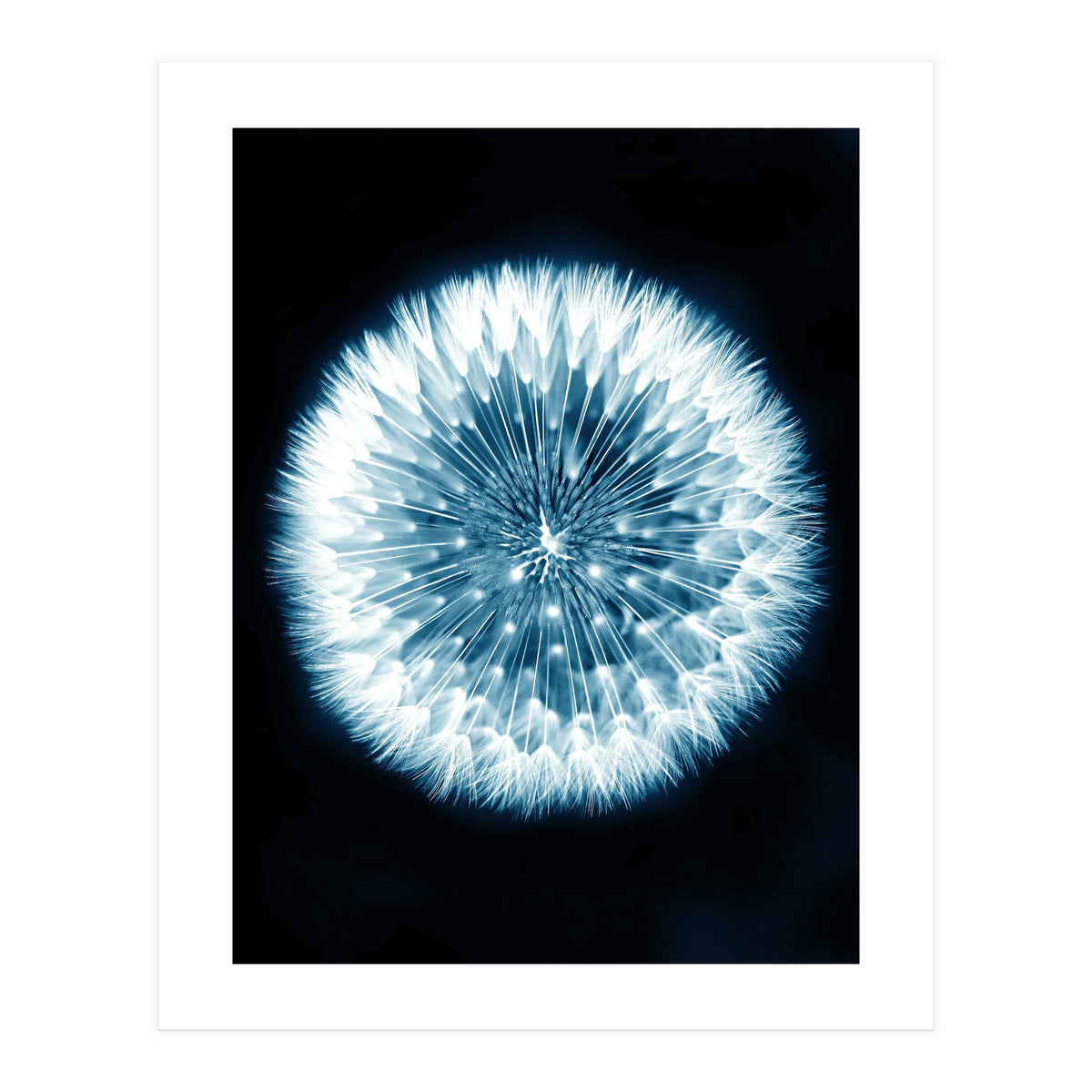 Taraxacum Officinale (Print Only)