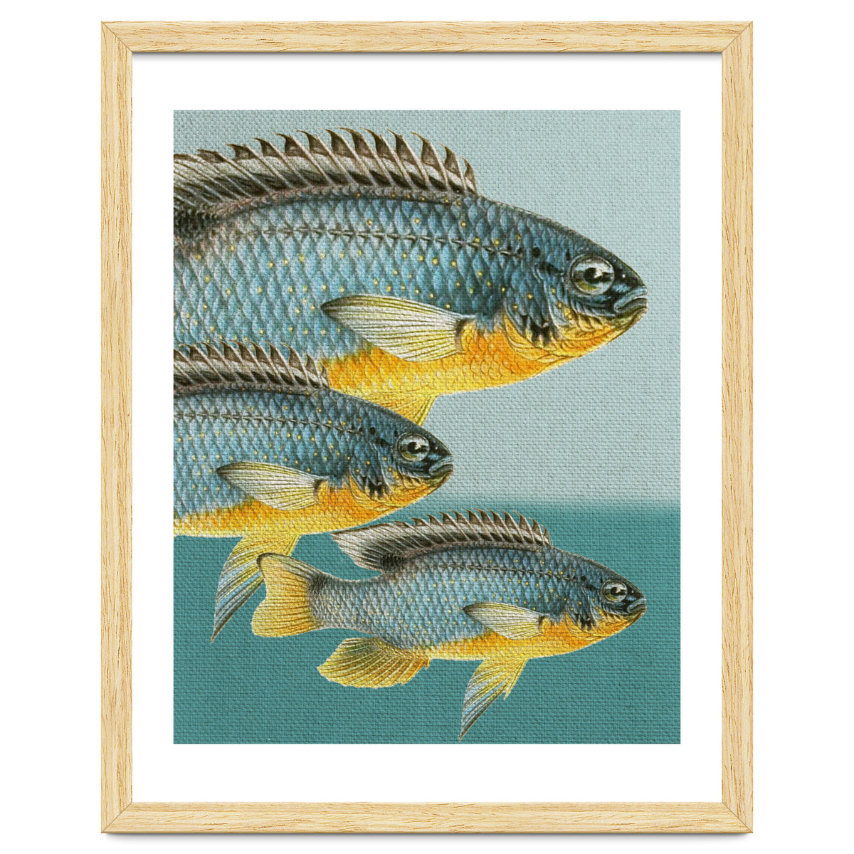 Fish Classic Designs 12