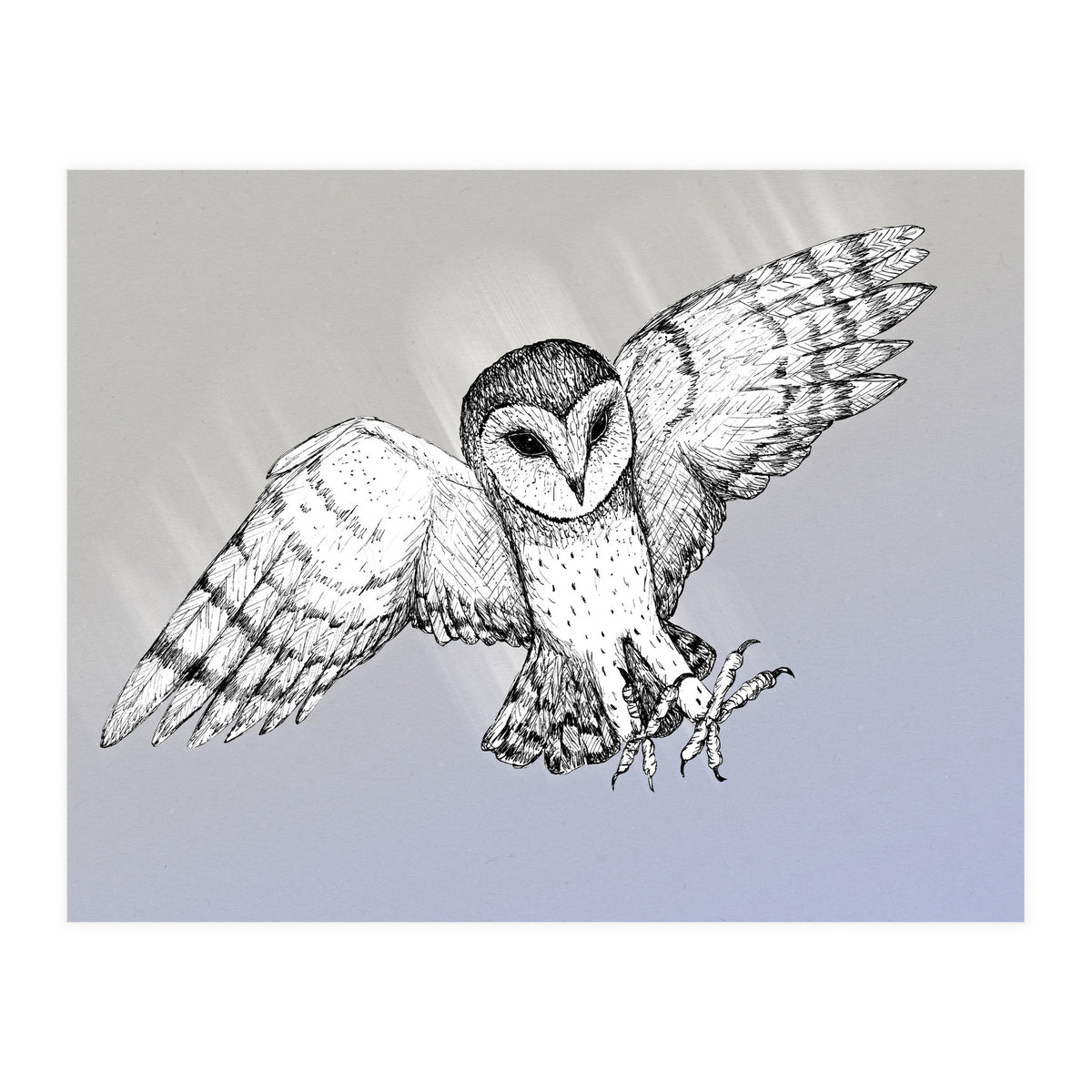 Attacking barn owl (Print Only)