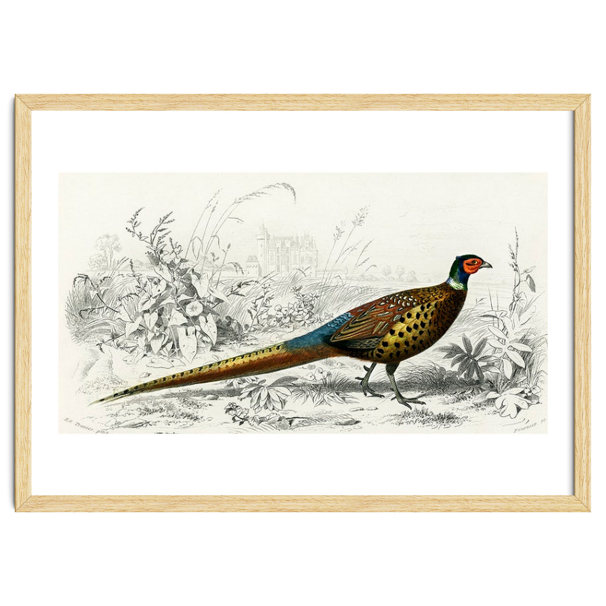 Ring-neckrd pheasant illustrated