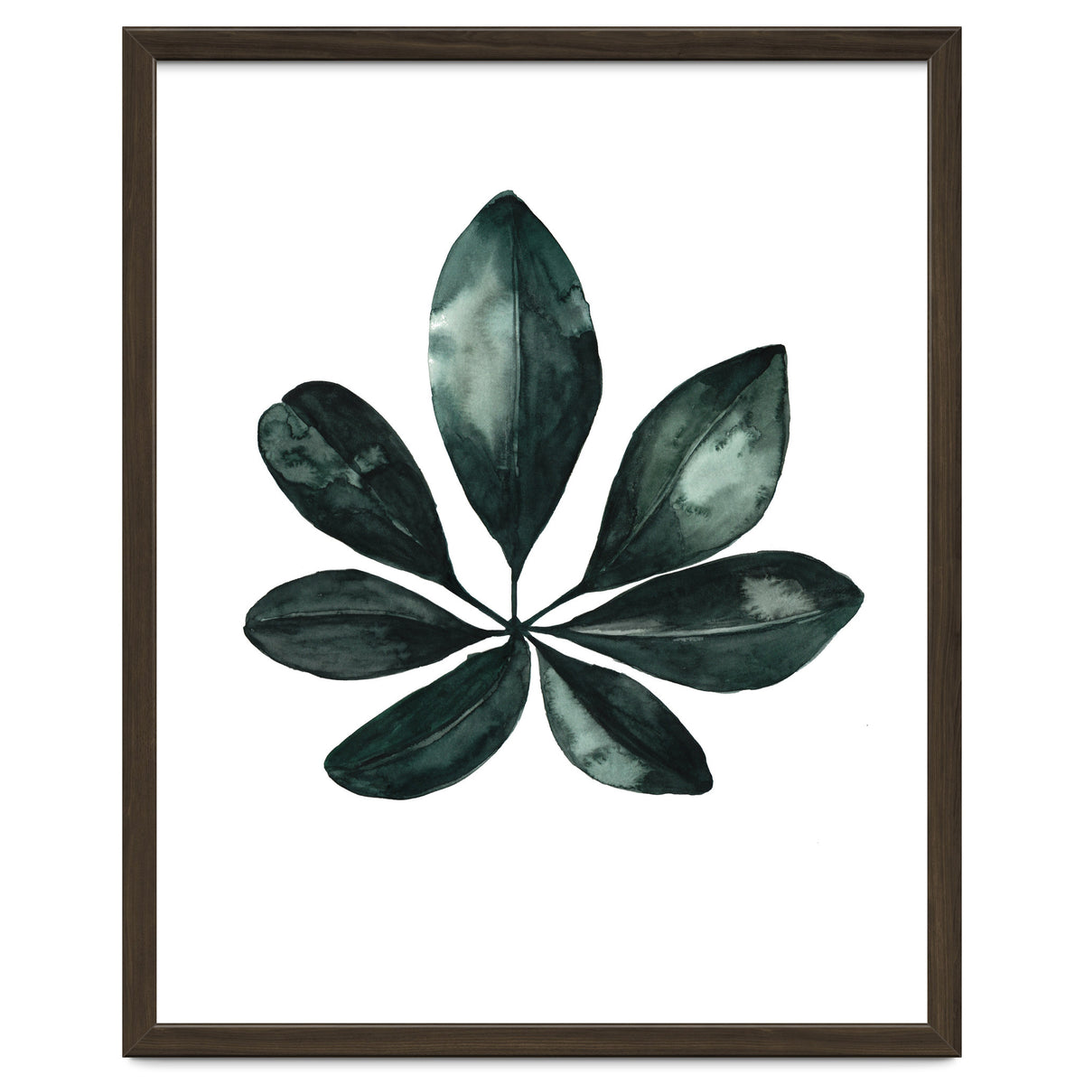 Botanical Illustration Arboricola Schefflera