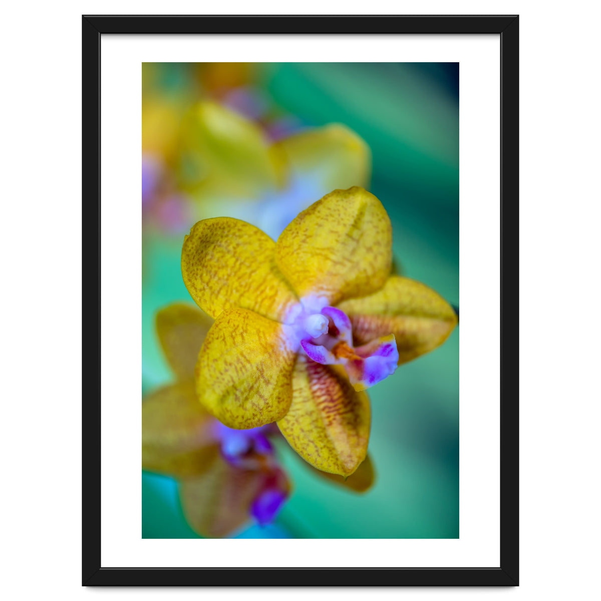 Orchidee Phalleanopsis