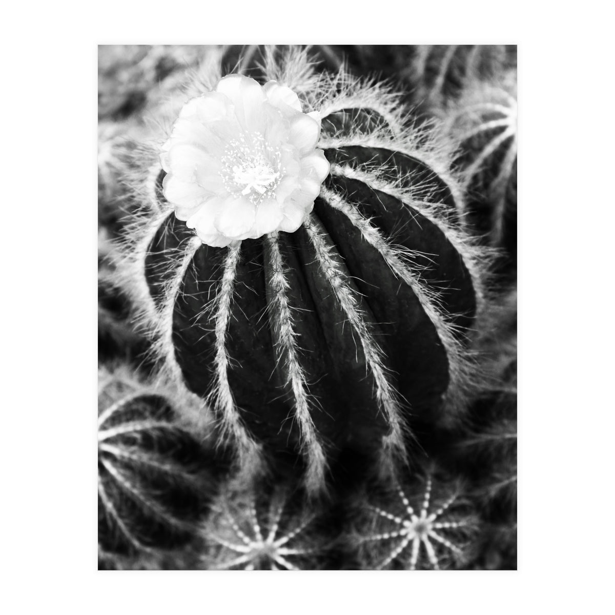 Cactus (Print Only)