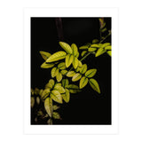 Dew Drops Leaves (Print Only) thumbnail