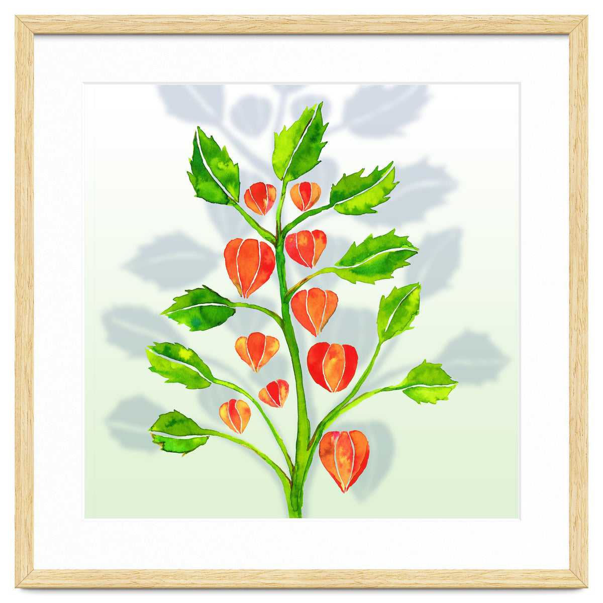 Physalis