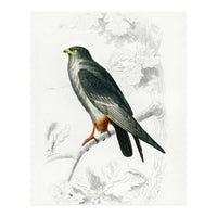 Red-footed Falcon illustrated (Print Only)