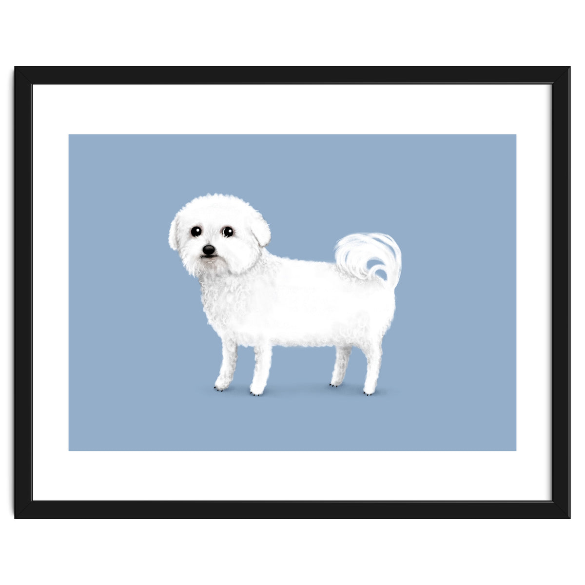 Bichon Frise