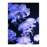 Jellyfish (Print Only) thumbnail