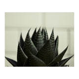 Succulent (Print Only) thumbnail