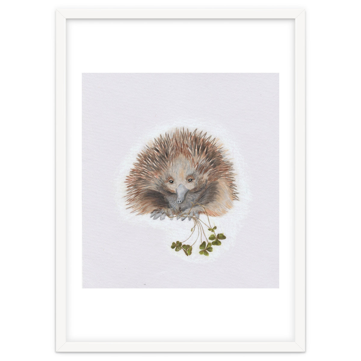 Echidna - Australian Animal Series