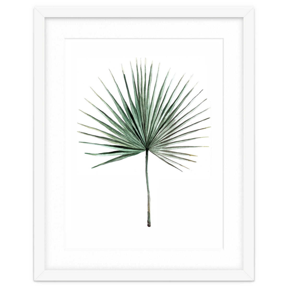 Botanical Illustration Fanpalm