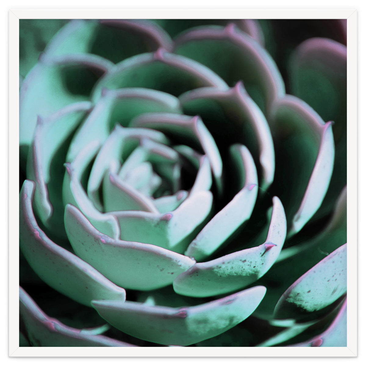 DARKSIDE OF SUCCULENTS III-A