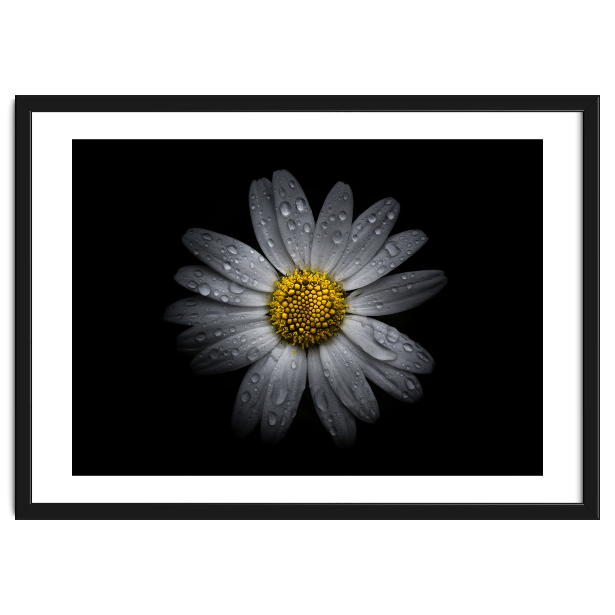 Backyard Flowers No 16 Color Version