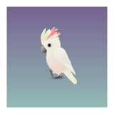 Salmon-crested cockatoo (Print Only) thumbnail