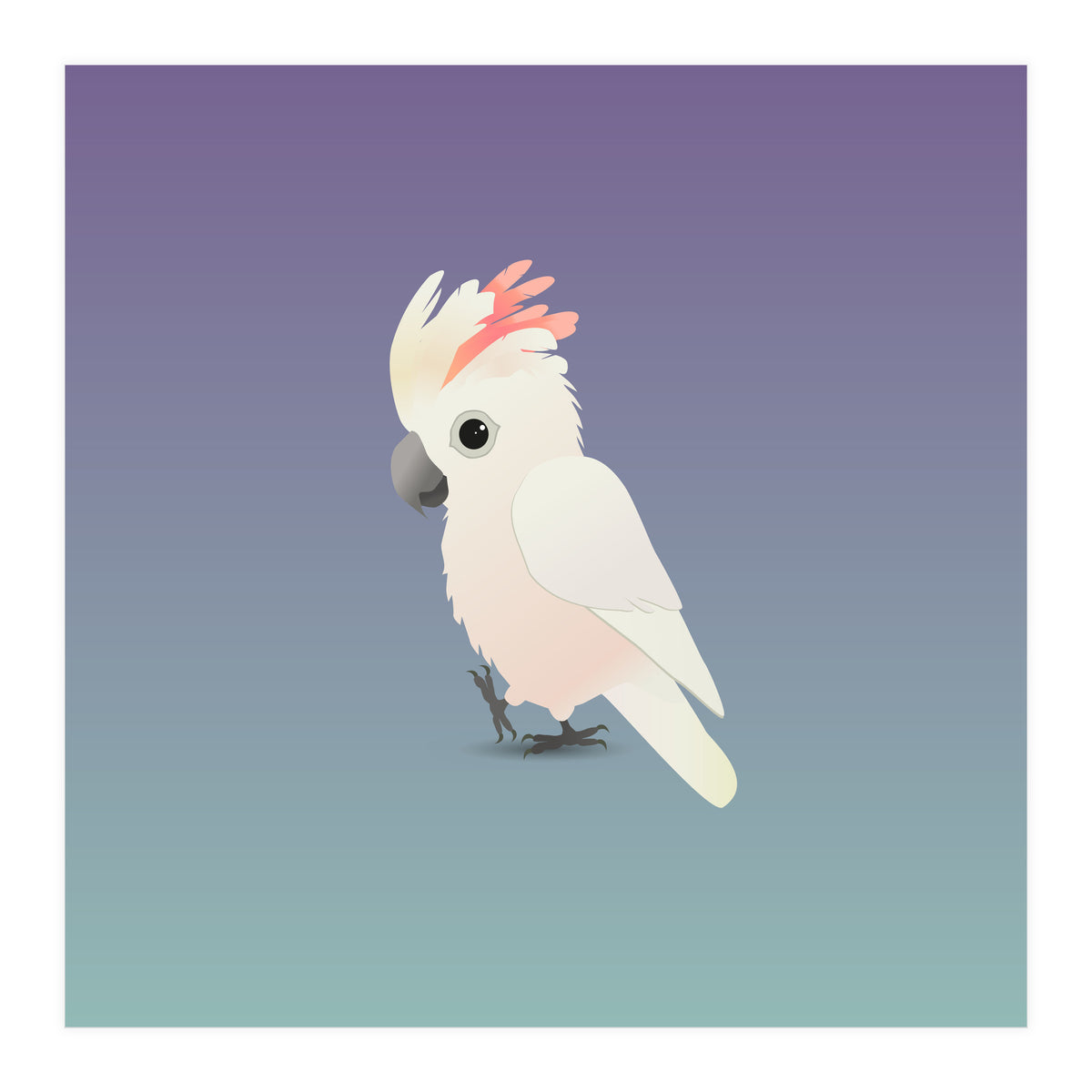 Salmon-crested cockatoo (Print Only)