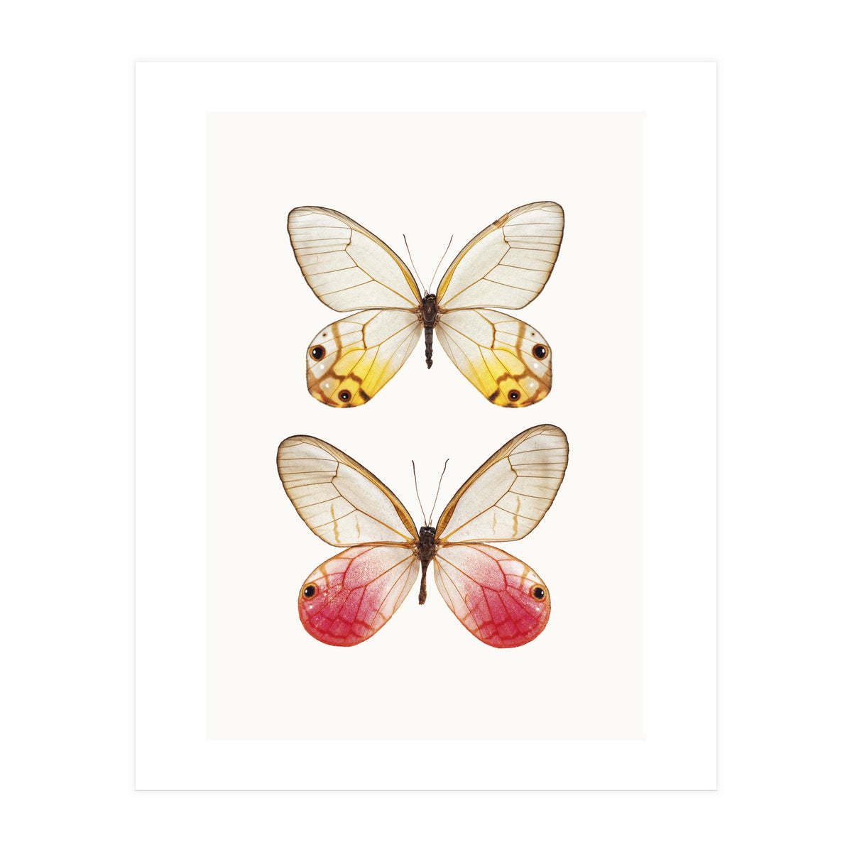 Cc Butterflies 04 (Print Only)